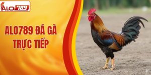 ALO789 Đá Gà Trực Tiếp - Livestream Đá Gà Đỉnh Cao, Sắc Nét 
