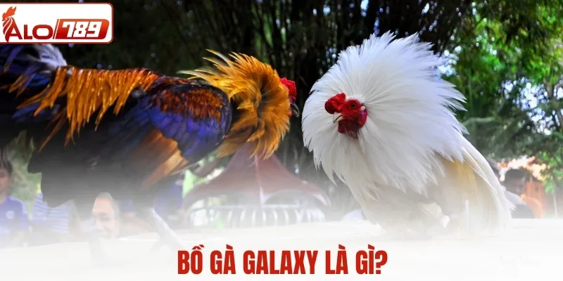 Bồ gà Galaxy là gì? Tổng quan đấu trường được quan tâm hiện nay