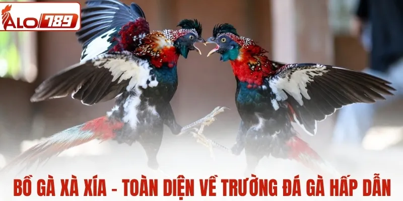 Bồ gà Xà Xía - Toàn diện trường đá gà đang được săn đón
