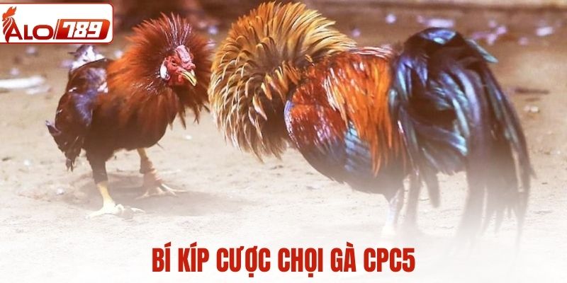 Bỏ túi mẹo cược chọi gà CPC5