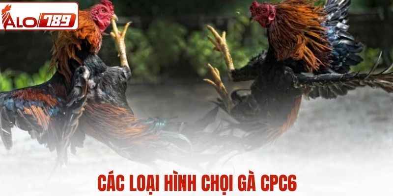 Các hình thức chọi gà phổ biến trong CPC6