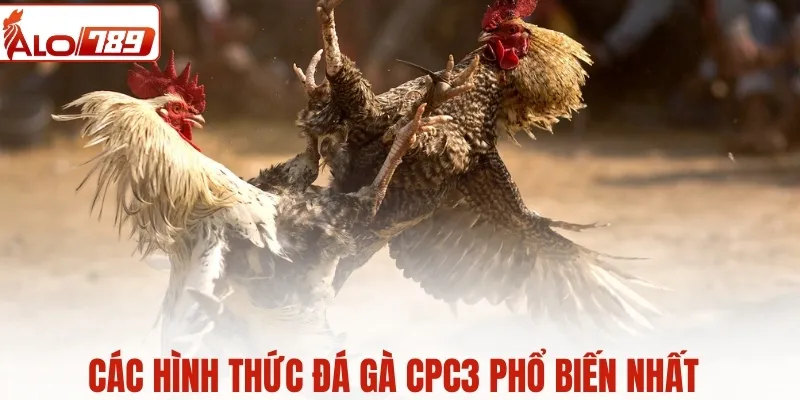 Các hình thức đá gà phổ biến nhất, được người chơi ưa chuộng