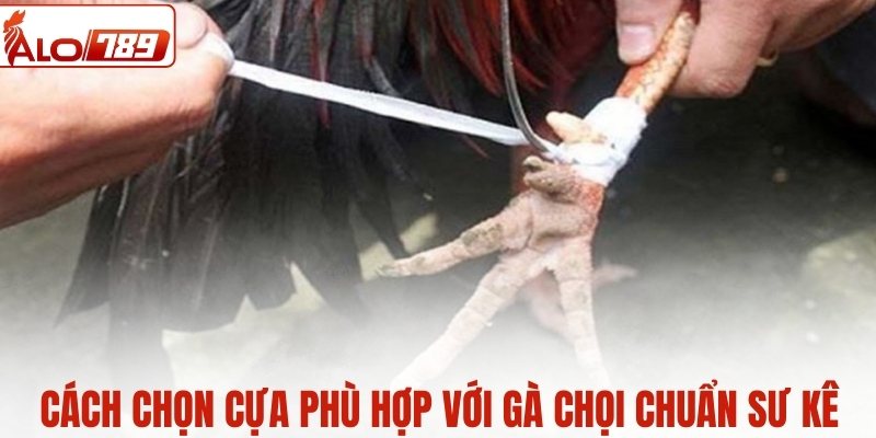 Cách chọn cựa phù hợp với gà chọi chuẩn sư kê