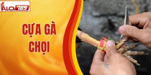 Cựa Gà Chọi – Tất Tần Tật Thông Tin Người Chơi Cần Biết