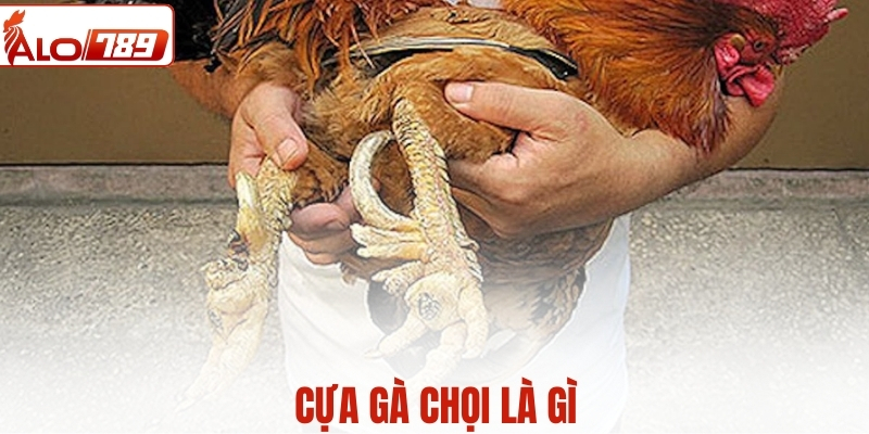 Cựa gà chọi là gì