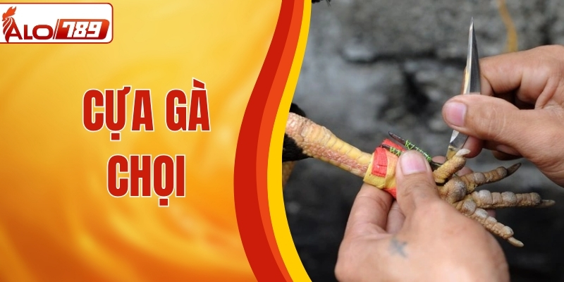 Cựa Gà Chọi – Tất Tần Tật Thông Tin Người Chơi Cần Biết