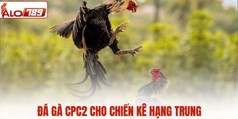 Đá gà CPC2 cho chiến kê hạng trung