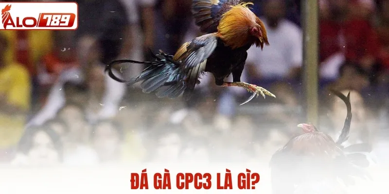 Đá gà CPC3 là gì? Tổng quan mô hình trường gà hiện đại hiện nay