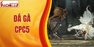 Đá Gà CPC5 Tại ALO789 Siêu Hot, Lượng Người Chơi Đông