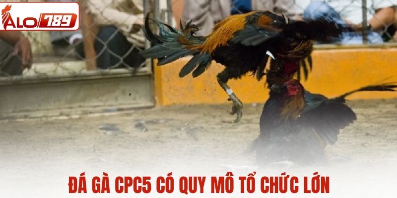Đá gà CPC5 có quy mô tổ chức khá lớn