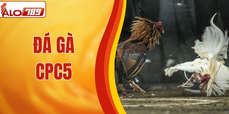 Đá Gà CPC5 Tại ALO789 Siêu Hot, Lượng Người Chơi Đông