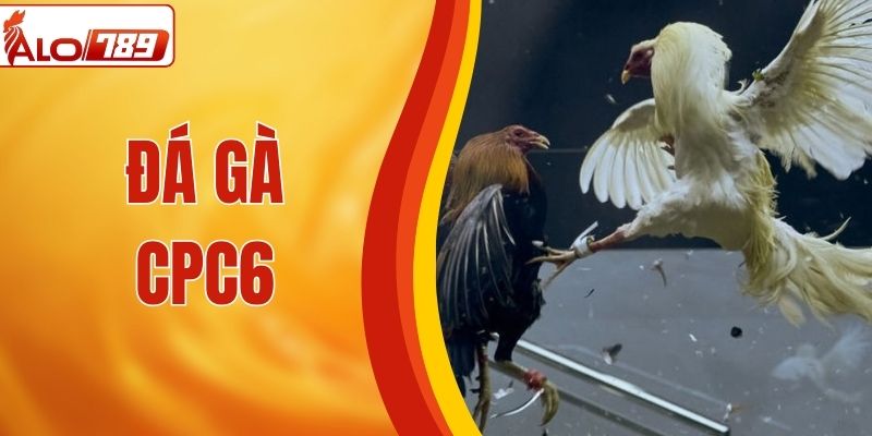 Đá Gà CPC6 - “Thiên Đường” Đối Kháng Đỉnh Cao Tại ALO789