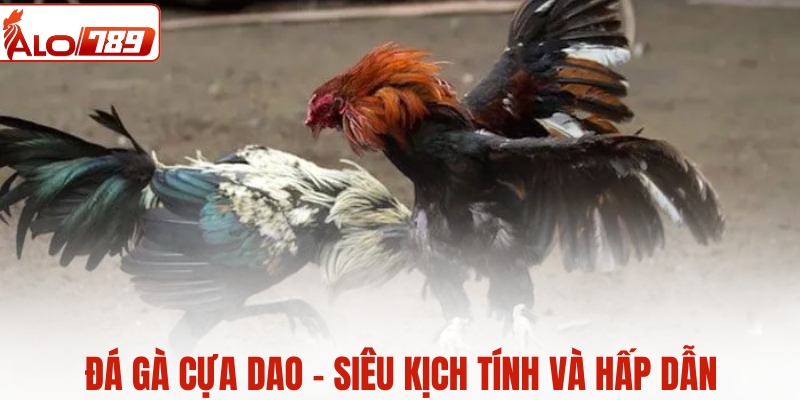 Đá gà cựa dao - Siêu kịch tính và hấp dẫn