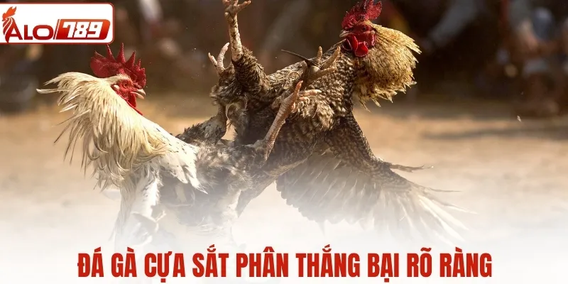 Đá gà cựa sắt phân thắng bại rõ ràng