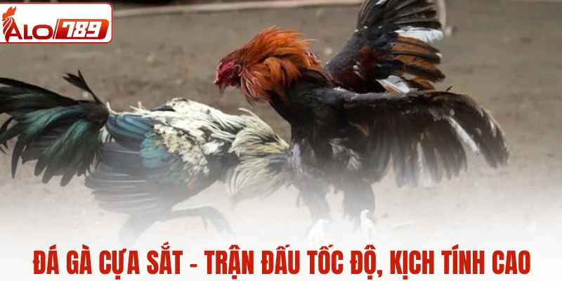 Đá gà cựa sắt - Trận đấu tốc độ, kịch tính cao