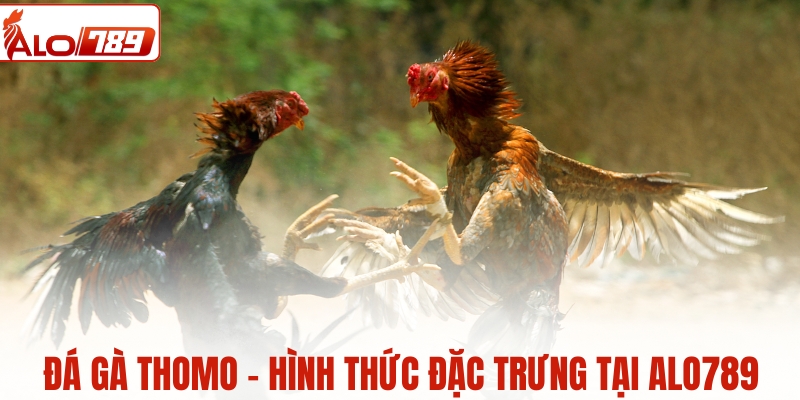 Đá gà Thomo - Hình thức đặc trưng tại ALO789