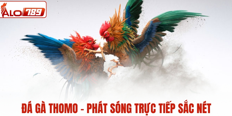 Đá gà Thomo - Phát sóng trực tiếp sắc nét