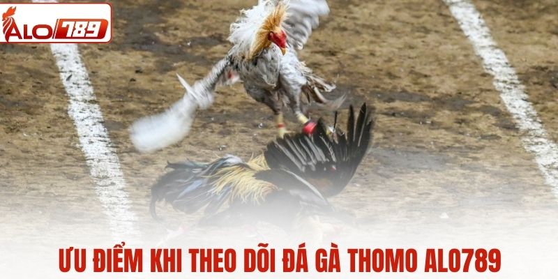 Điểm cộng khi chơi đá gà Thomo tại ALO789