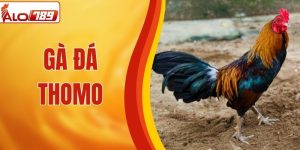 Gà Đá Thomo Bùng Nổ Tại ALO789, Đảm Bảo Xem Là Mê Ngay!
