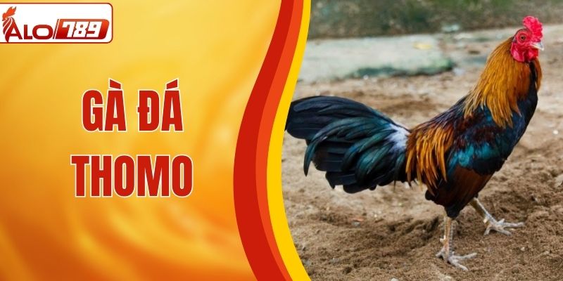 Gà Đá Thomo Bùng Nổ Tại ALO789, Đảm Bảo Xem Là Mê Ngay!