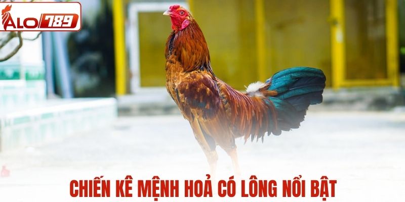 Gà mệnh hoả có lông khá nổi bật