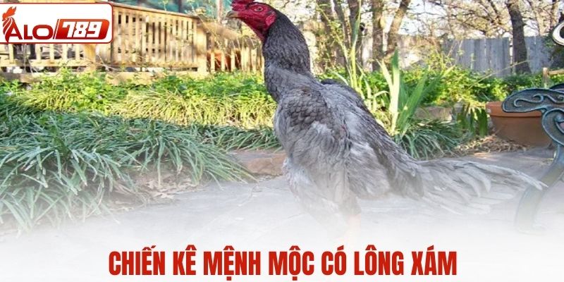 Gà mệnh mộc có lông chủ yếu màu xám