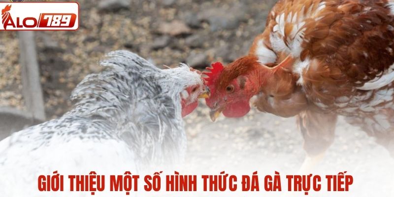 Giới thiệu khái quát nhất về ALO789 đá gà trực tiếp 