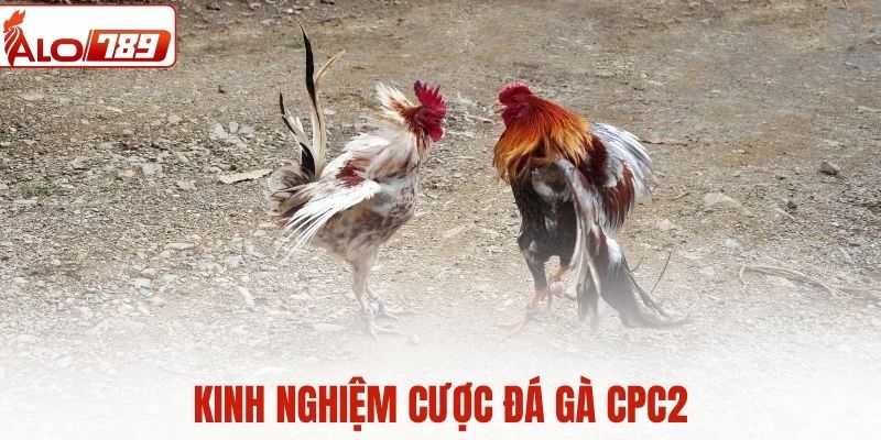 Kinh nghiệm cược chọi gà CPC2 nhanh thắng