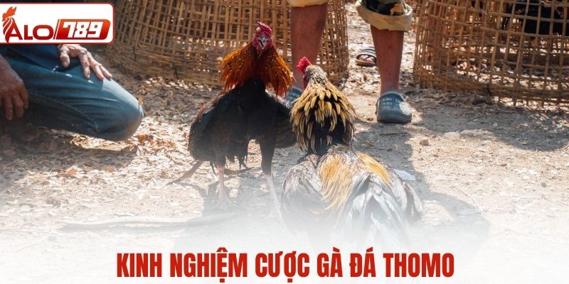 Kinh nghiệm cược gà Thomo nhanh thắng