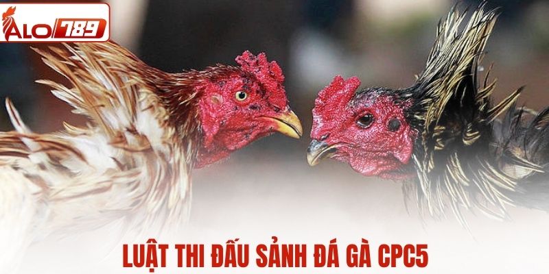 Luật chọi gà CPC5 công khai tại ALO789
