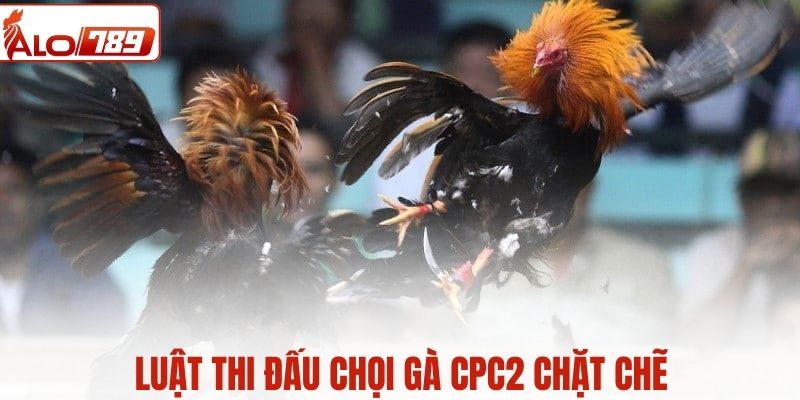 Luật thi đấu chọi gà CPC2 chặt chẽ