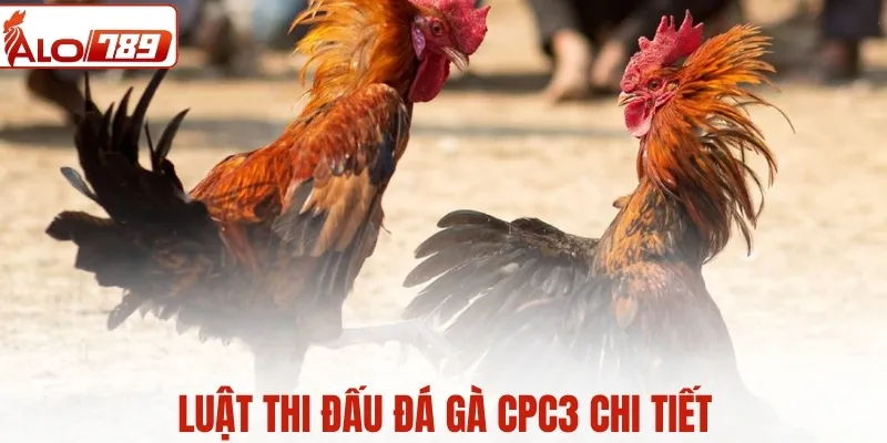 Luật thi đấu đá gà CPC3 chi tiết - Minh bạch và công bằng