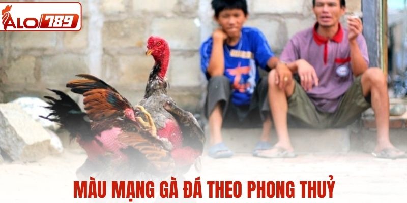 Màu mạng gà đá xét theo phong thuỷ