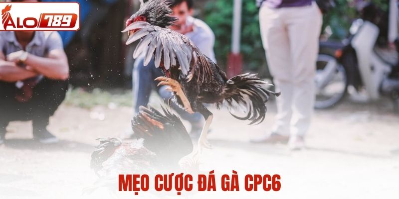 Mẹo cược đá gà CPC6 của cao thủ