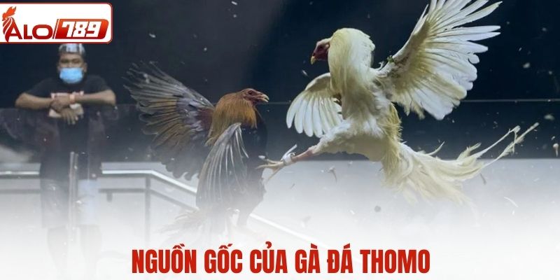Nguồn gốc gà đá Thomo