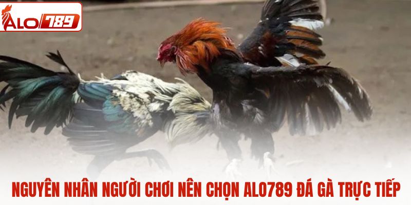 Nguyên nhân người chơi nên chọn ALO789 đá gà trực tiếp 