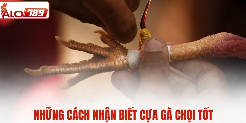 Những cách nhận biết cựa gà chọi tốt