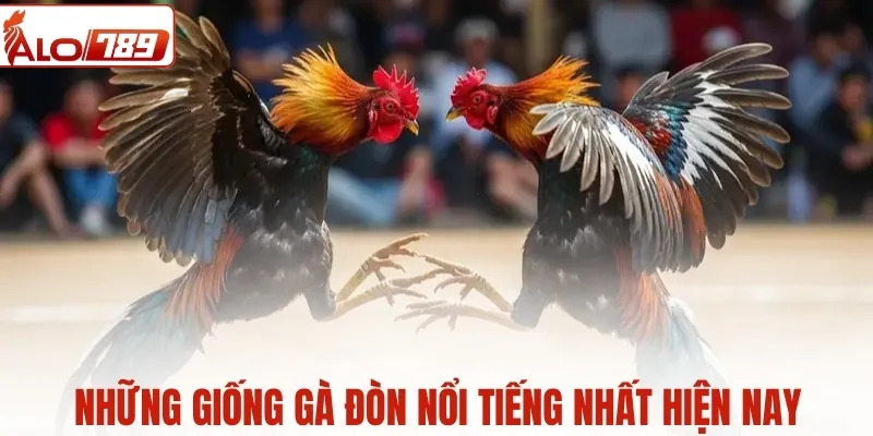 Những giống gà đòn nổi tiếng nhất hiện nay, càng đấu càng lì đòn
