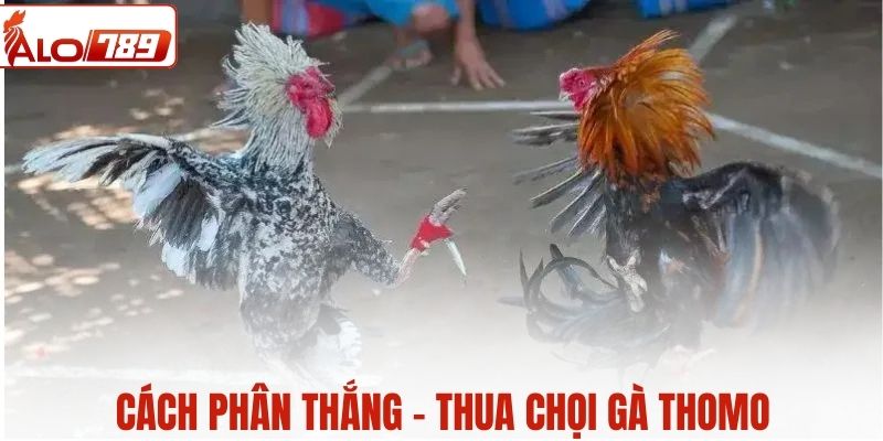 Phân định thắng - thua chọi gà Thomo