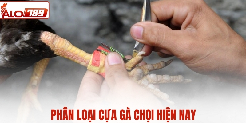 Phân loại cựa gà chọi hiện nay