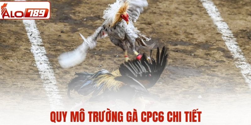 Quy mô trường gà CPC6