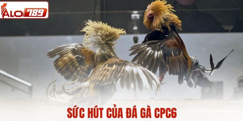 Sức hút của loại hình đá gà CPC6