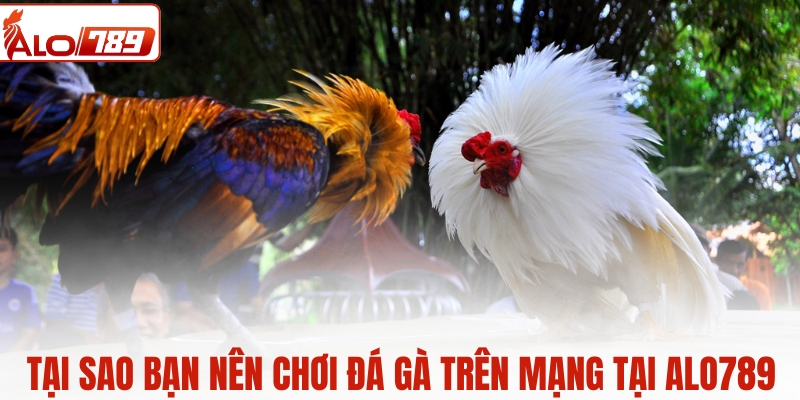 Tại sao bạn nên chơi đá gà trên mạng tại ALO789