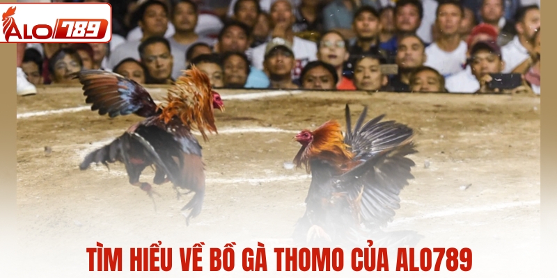 Tìm hiểu về bồ gà Thomo của ALO789