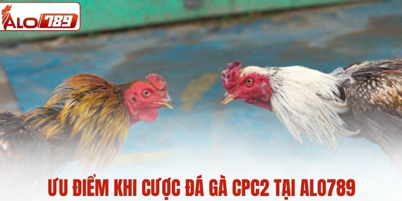 Ưu điểm khi cược chọi gà CPC2 tại ALO789