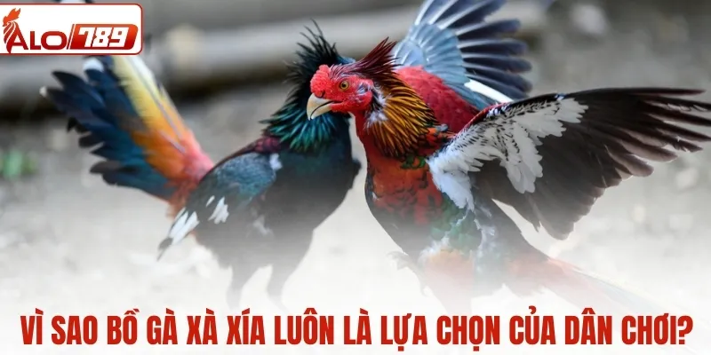 Vì sao bồ gà Xà Xía luôn là lựa chọn của dân chơi lâu năm?