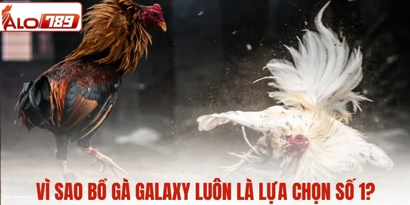 Vì sao Galaxy trở thành lựa chọn quen thuộc của giới chơi gà?